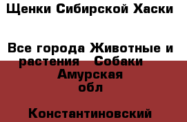 Щенки Сибирской Хаски - Все города Животные и растения » Собаки   . Амурская обл.,Константиновский р-н